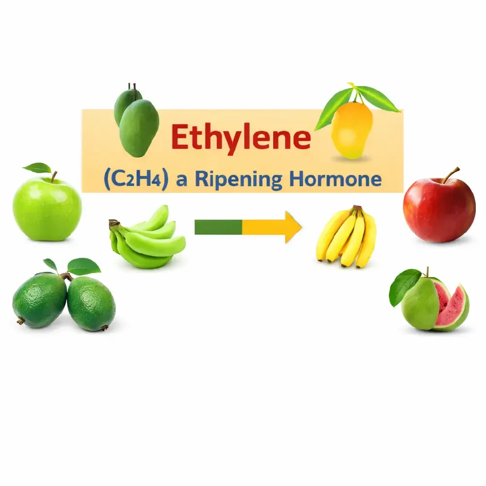 Ethylene Fruit Ripener