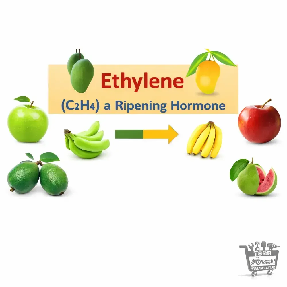 Ethylene Fruit Ripener