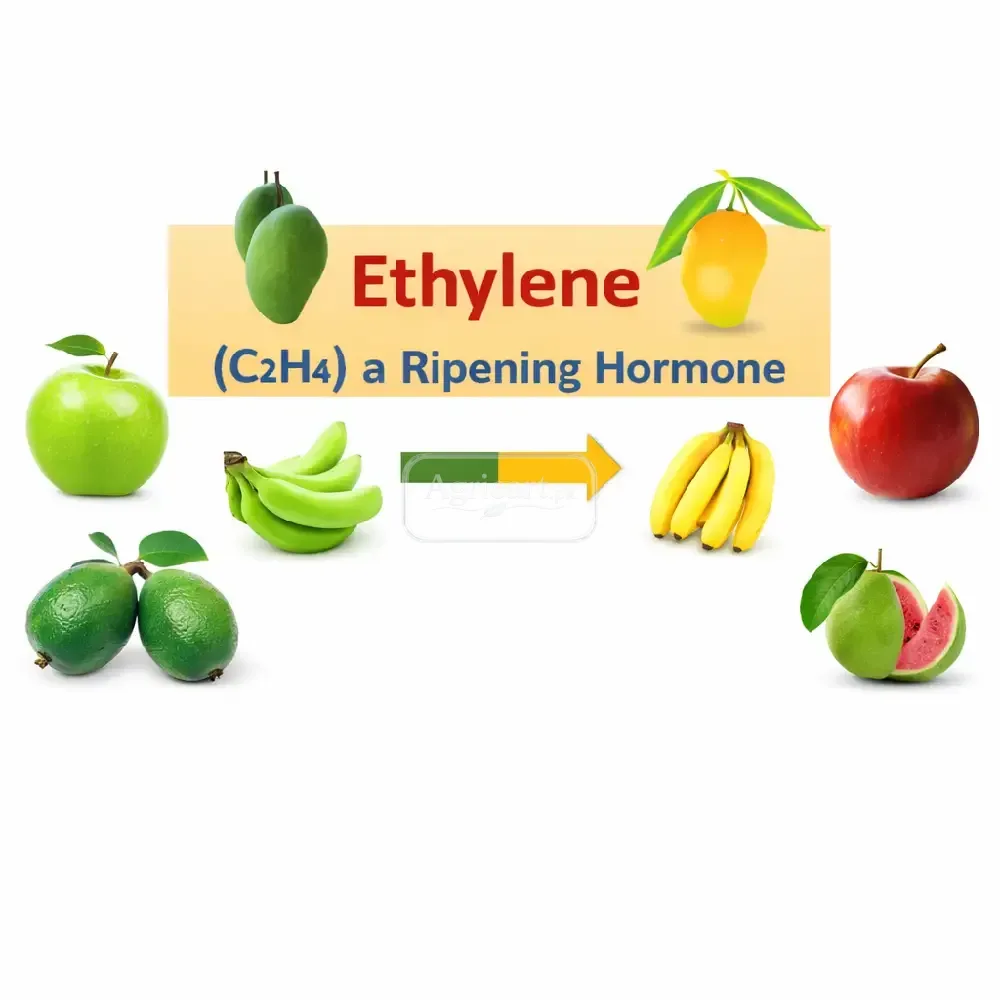 Ethylene Fruit Ripener